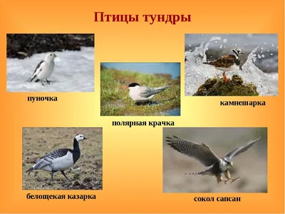 В арктической тундре появились южные птицы - KP.RU