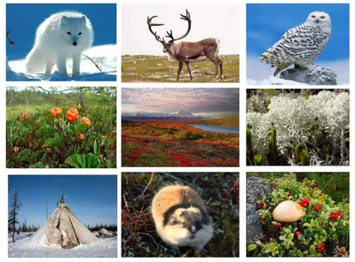 Птицы тундры и Арктики: название, фото, краткое описание