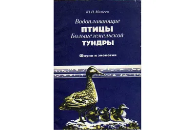 картинки : берег, океан, птица, морские птицы, Дикая природа, Чайка, Фауна,  Позвоночный, Северное море, Тундра, Helgoland, Sea Island, Шарадиообразные,  Европейская сельдь чайка 5184x3456 - - 591008 - красивые картинки - PxHere