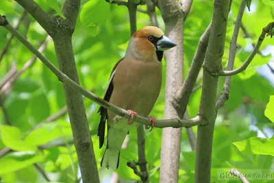 Сам себе орнитолог: наблюдение за птицами в Тверской области