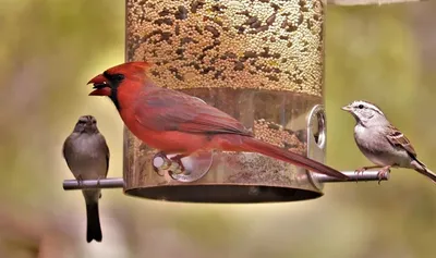 Ласточки, зяблики и скворцы: какие птицы улетают в теплые края