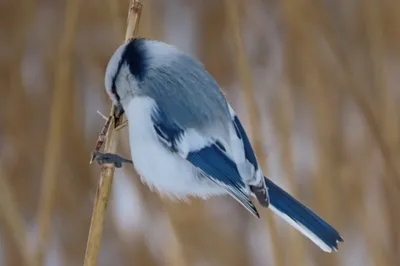 Птицы Новгородской области / Birds of Novgorod Oblast's Journal ·  iNaturalist