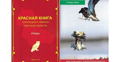 В районе Тверской области погибла краснокнижная птица | официальный сайт  «Тверские ведомости»