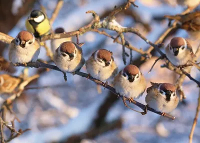 Пернатые соседи: птицы, для которых Тверь стала зимней квартирой - МК Тверь