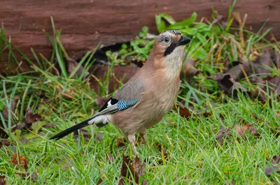 Птицы Новгородской области / Birds of Novgorod Oblast's Journal ·  iNaturalist