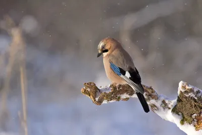 городские птицы | Wild Nature Photo