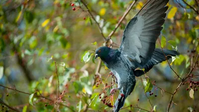 городские птицы | Wild Nature Photo