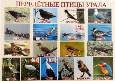 Минприроды Удмуртии: массовой гибели голубей в Ижевске нет | udm-info.ru |  Дзен
