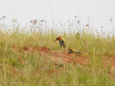 городские птицы | Wild Nature Photo