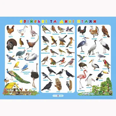 Плакат Домашние и дикие птицы ❤ clipka.ua