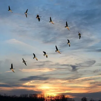 Почему птицы улетают на юг? Причины, фото и видео - Научно-популярный  журнал: «Как и Почему»