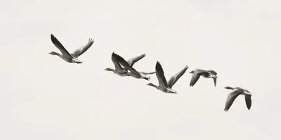 Птицы улетают на юг, под крылом …» — создано в Шедевруме