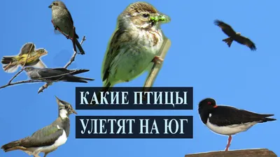 Откуда перелетные птицы знают, куда им лететь зимой