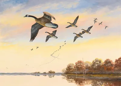 Осенняя миграция птиц: курс на юг – Астраханский биосферный заповедник