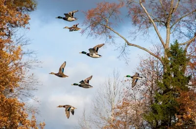 Какие птицы улетают осенью на Юг и где они будут зимовать? Осенняя миграция  перелетных птиц | ЛесоВитёк | Дзен