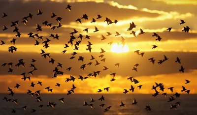 Птицы улетают на юг» — создано в Шедевруме