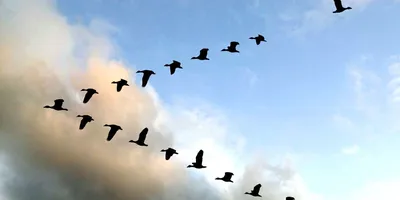 📷 Фото дня 1 ноября #Даугавпилс: Птицы улетают на юг