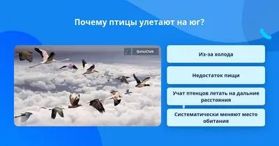 Птицы начали улетать из Москвы в теплые края - В регионе - РИАМО в Королеве