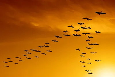 Осенью много птиц улетает на юг. А почему некоторые из них движутся клином  — потому что так красивее? | Пикабу
