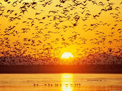 Какие птицы улетают на юг осенью?» — Яндекс Кью