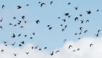 Птицы улетают на юг косяк птиц в…» — создано в Шедевруме