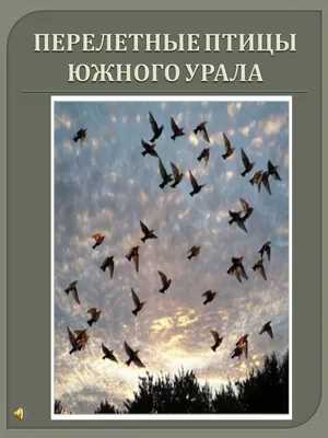 Птицы Урала, Приуралья и Западной Сибири - остяко-вогульск.рф