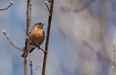 ловля певчих птиц урала | ВКонтакте
