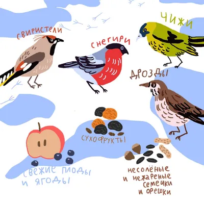 Как кормить птиц зимой? Только не хлебом! | 04.12.2023 | Приозерск -  БезФормата