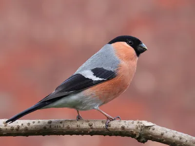 uralbirds - #Вьюрок #Brambling Fringilla montifringilla #птицыроссии  #птицыевропы #naturephotography #natgeoru #birdwatchers #birdlife  #natgeorussia #wwfrussia #рго #сфдп #russianbirds #uralbirds  #birdsofinstagram #nuts_about_birds #birdwatching ...