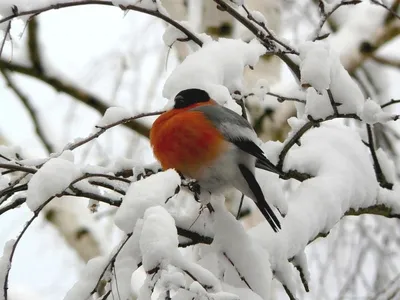 Зимующие птицы. Детям про птиц зимой. - YouTube