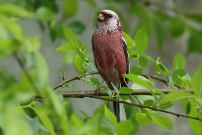 Как красиво фотографировать птиц в дикой природе: советы, - 13 марта 2022 -  72.ru