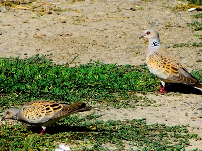 Общество охраны птиц Узбекистана - Мы начинаем очередной сезон Spring  Alive! С Вашей помощью этой весной мы вновь представим Узбекистан на  мировой карте стран-участниц этой международной программы! Мероприятия  Spring Alive в этом