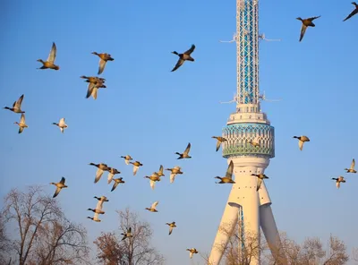 Узбекистан 2019. Часть 1. - Дневник наблюдений птицДневник наблюдений птиц