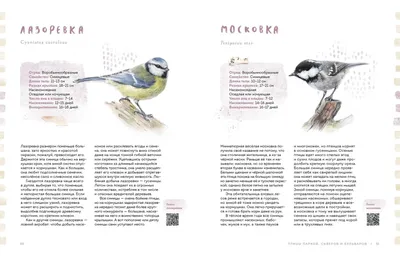 Книга \"Птицы в городе. Где найти и как узнать\" Анна Васильева - купить в  Германии | BOOQUA.de