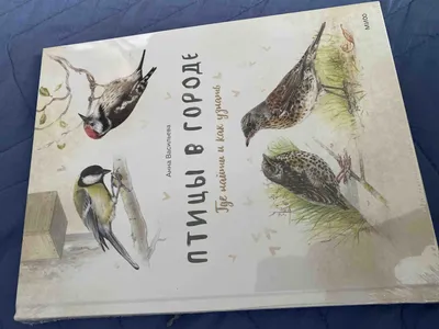 Птицы в городе стоковое изображение. изображение насчитывающей отражение -  162439619