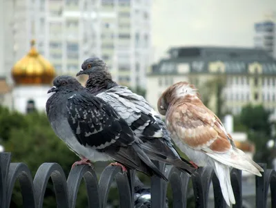 Птицы в городе