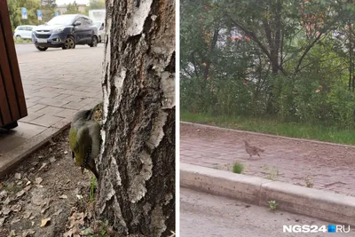 Книга Птицы в городе. Где найти и как узнать - купить в ТД Эксмо, цена на  Мегамаркет