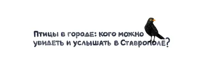 Красноярка сфотографировала интересную птичку: мы выяснили, что это за птица  - 20 сентября 2023 - НГС24