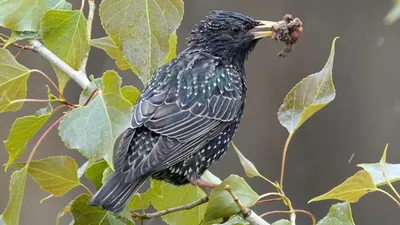Полезные птицы в саду: как привлечь их на дачный участок