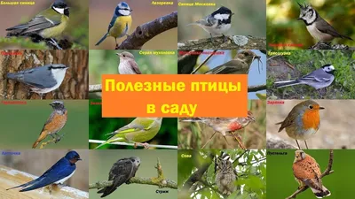 Полезные птицы в вашем саду - YouTube