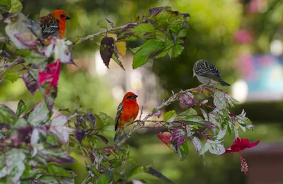 Вопрос: Как сделать свой сад привлекательным для птиц | Houzz Россия