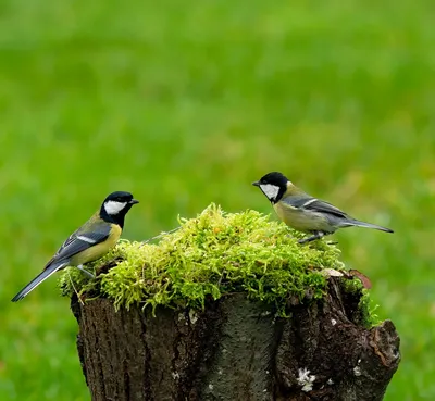 пернатые птицы окунаются на ветку в дождливом саду Стоковое Фото -  изображение насчитывающей приветствие, напольно: 216727628