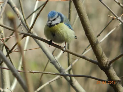 Зимних птиц в садах Германии становятся меньше
