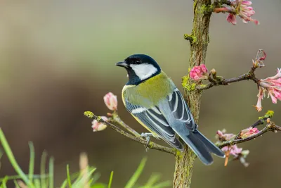 Птицы в саду — как создать для них благоприятную среду? Фото — Ботаничка