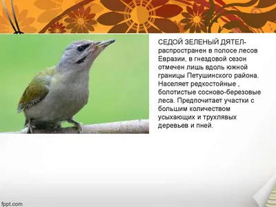 Птицы Владимирской области | ВКонтакте