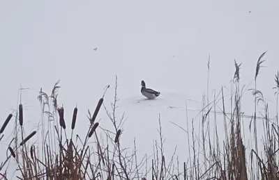 Птицы смоленщины зимующие - 66 фото