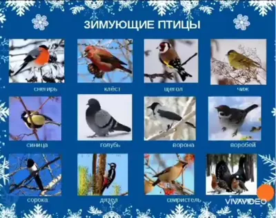 Редкие морские птицы бакланы замечены на владимирском водоеме - YouTube