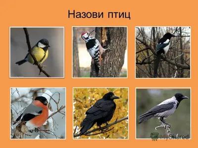 Во Владимирской области проходит кольцевание птиц