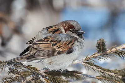 Птицы Новгородской области / Birds of Novgorod Oblast's Journal ·  iNaturalist