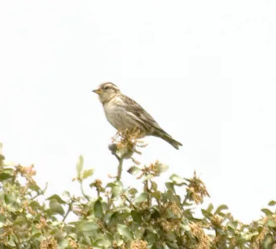 Птицы Новгородской области / Birds of Novgorod Oblast's Journal ·  iNaturalist